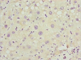 PEX14 Antibody