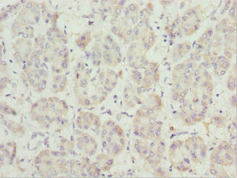 PEX14 Antibody