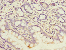 PEX19 Antibody