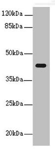 PEX3 Antibody