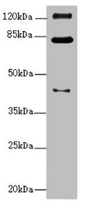 PEX3 Antibody