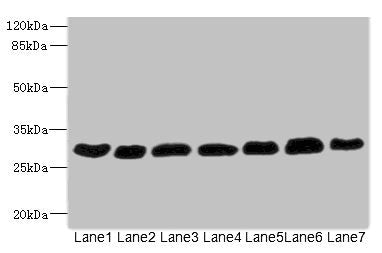 PGAM2 Antibody