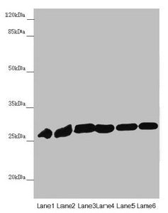 PGLS Antibody