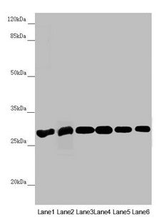 PGLS Antibody