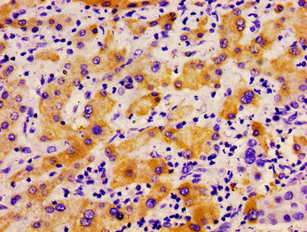 PLD2 Antibody