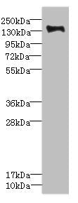 PLXNB2 Antibody