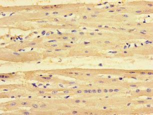 PMAIP1 Antibody