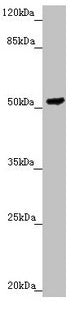 PMPCB Antibody