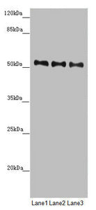 PMPCB Antibody