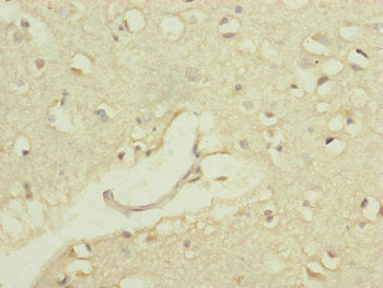 POP4 Antibody