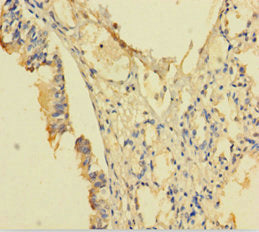 POP4 Antibody