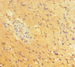 POU3F2 Antibody