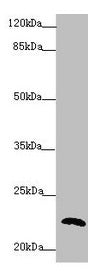 PPIF Antibody