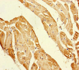 PPIF Antibody