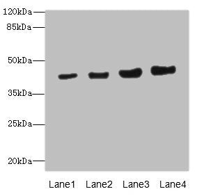 PPM1A Antibody
