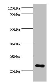 PRDX1 Antibody