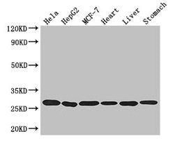 PRDX3 Antibody