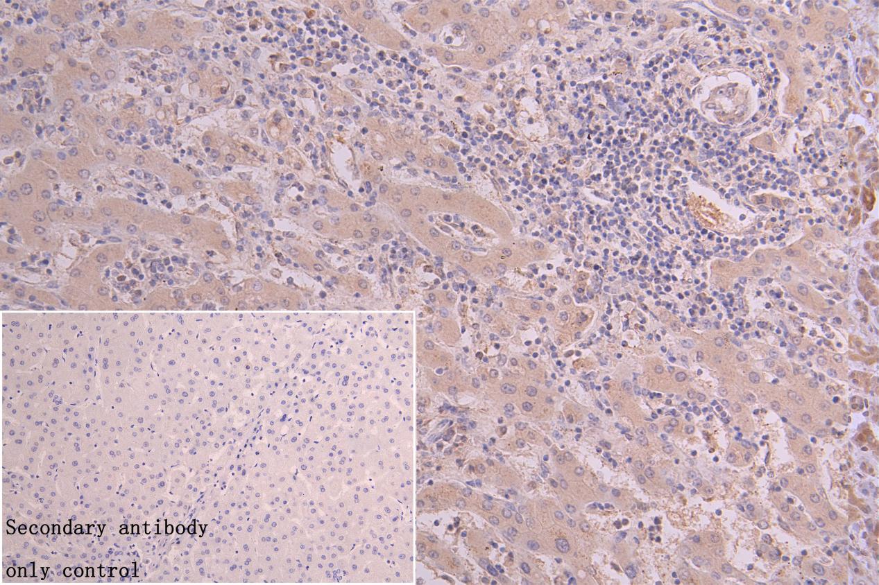 PRG2 Antibody