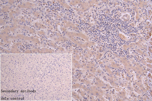 PRG2 Antibody