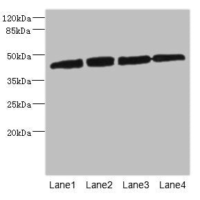 PRKAR1B Antibody
