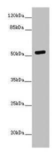 PRMT3 Antibody