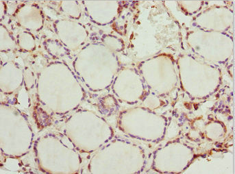 PRPH Antibody