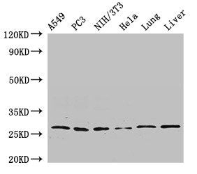 PSMA3 Antibody