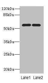 PSMD12 Antibody