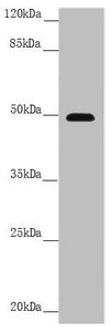 PSTPIP1 Antibody