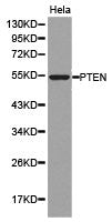 PTEN Antibody