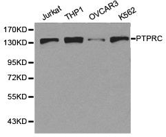 PTPRC Antibody