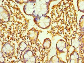 RAB4A Antibody