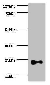 RAB4A Antibody