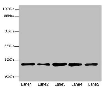 RAB9A Antibody