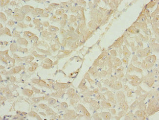 RAC3 Antibody