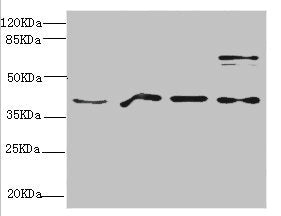 RAE1 Antibody