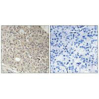 AMOTL1 Antibody