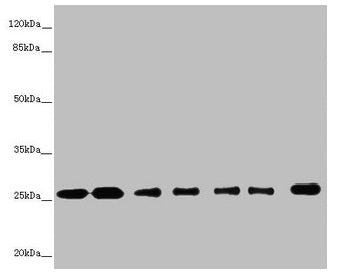 RALB Antibody