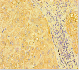 RANBP1 Antibody