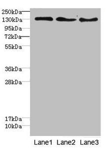 RBP2 Antibody
