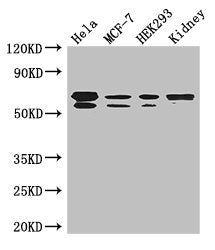 RBPJ Antibody