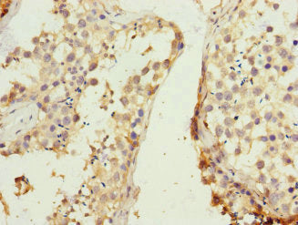 REC8 Antibody