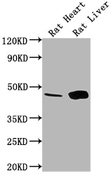 Ren1 Antibody