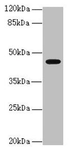 RFPL2 Antibody