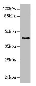 RFPL2 Antibody