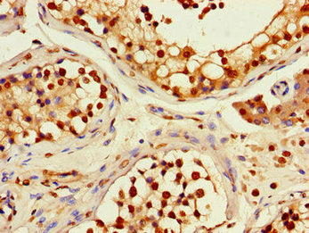 RFPL4B Antibody