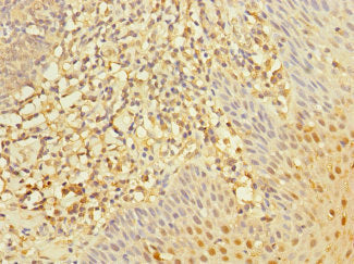 RGS10 Antibody