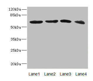 RGS14 Antibody