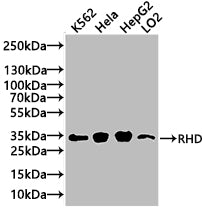 RHD Antibody