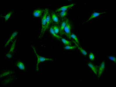 RIN1 Antibody